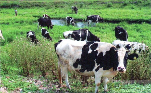 习近平参观“欧洲菜篮子” 在奶牛前驻足